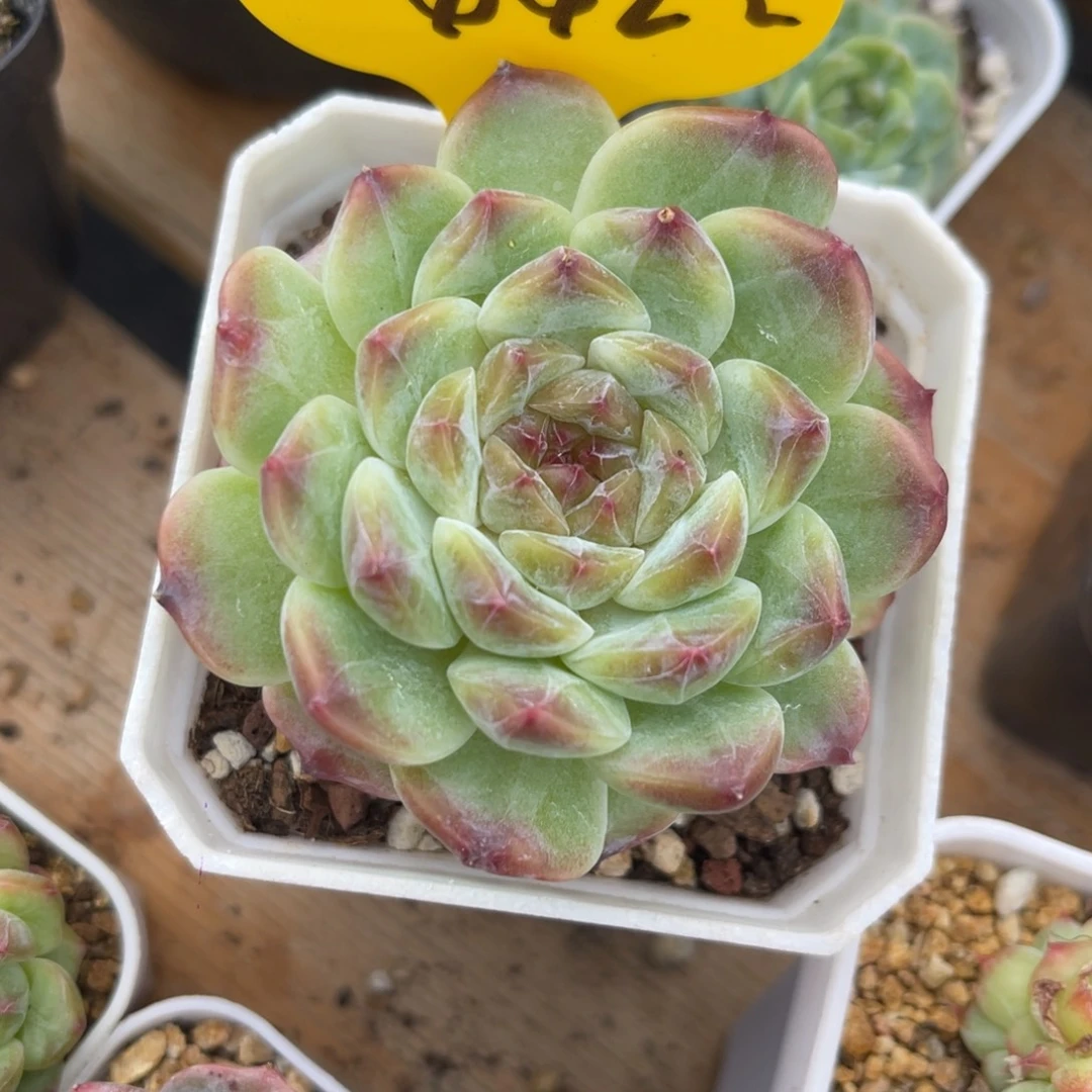 彩虹冰魄单头4422
