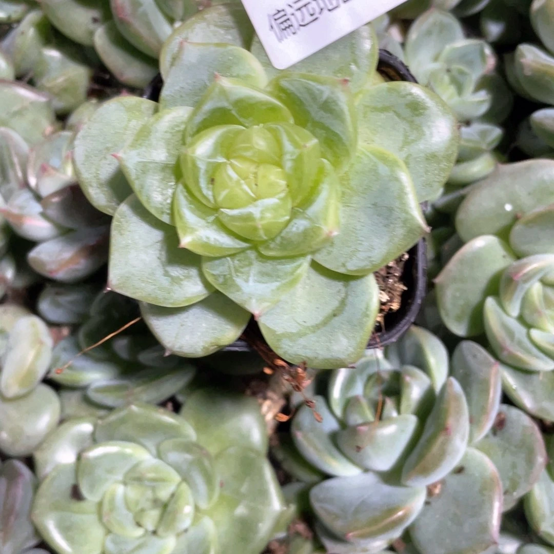 内***嘎优选珍妮一物一拍052