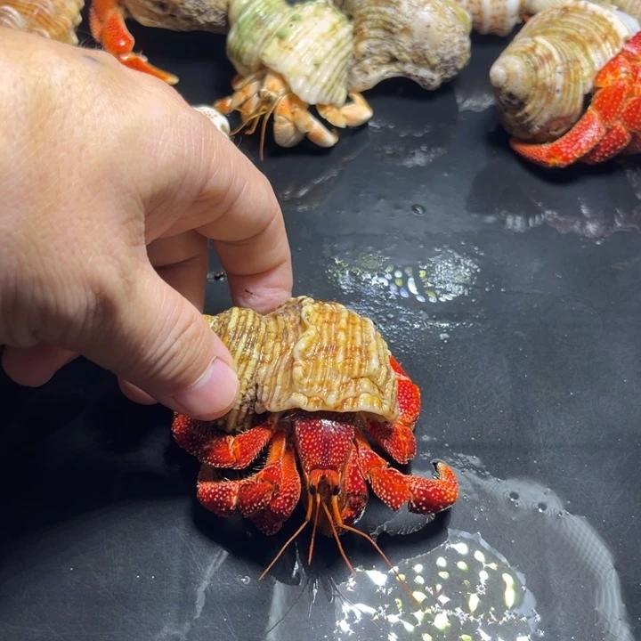 闪8号毛球3.0口径