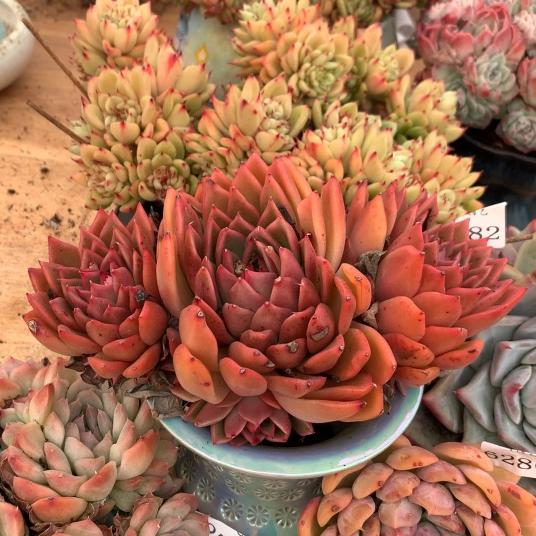 6282新年快乐发发发