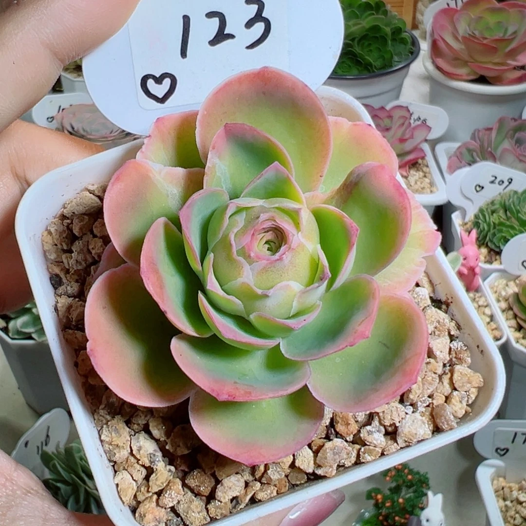 123桃帕蕾丝冰边石化拉丝。