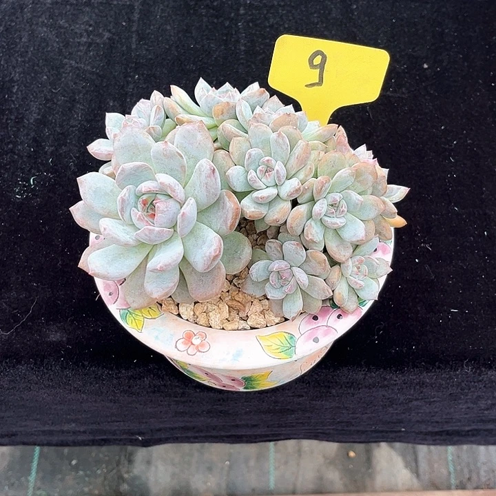 顾***说星影9号码牌子的话题了解