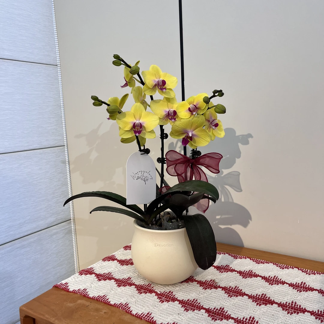 【发财】黄色系中型花蝴蝶兰 可爱桌面小组盆精致款 送人送礼花卉