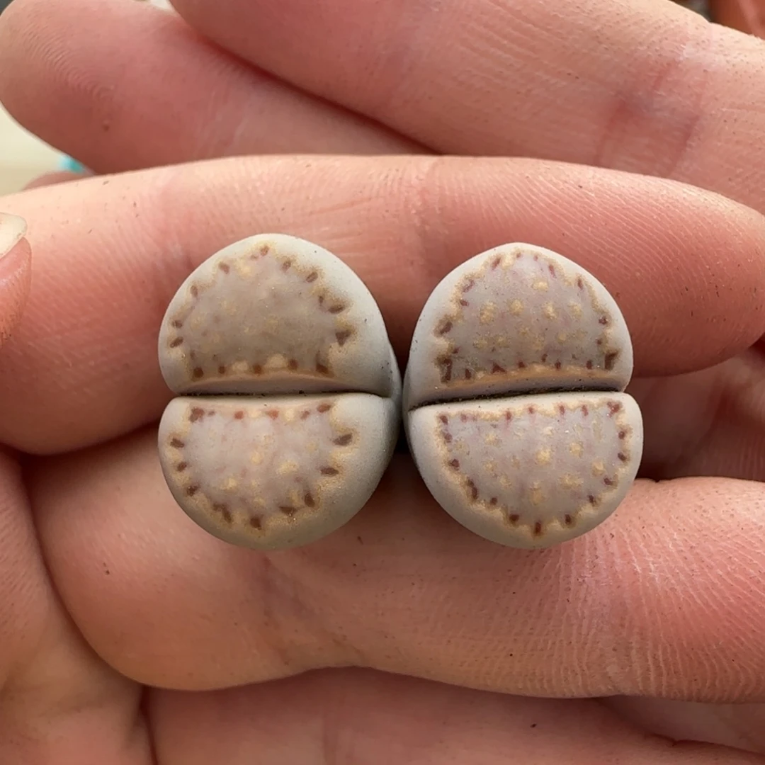 11.7。爱萌c24饼干生石花。8037