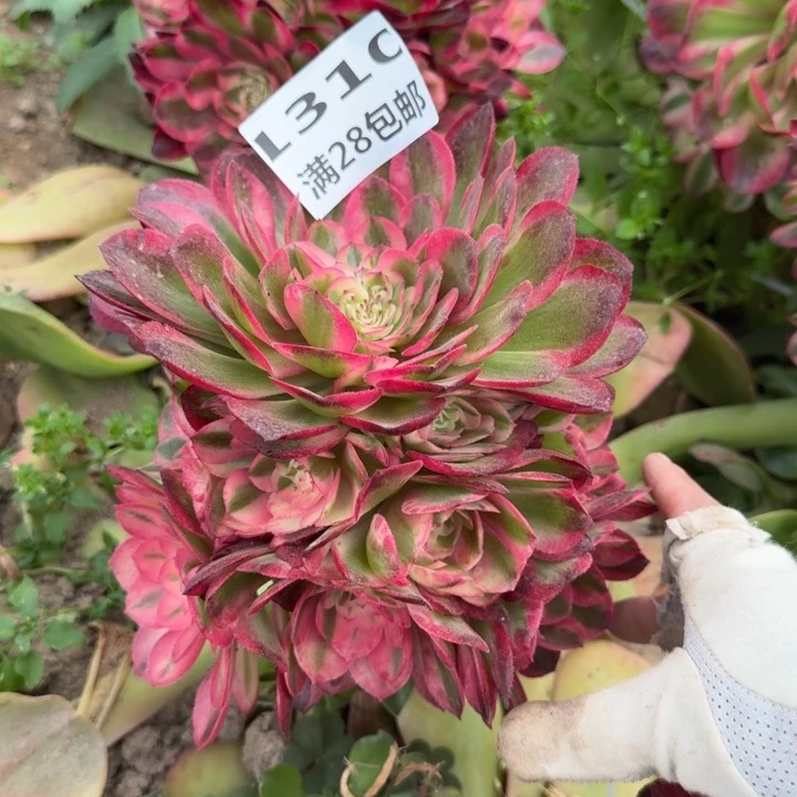 1310三号棚嫁接荔枝缀N