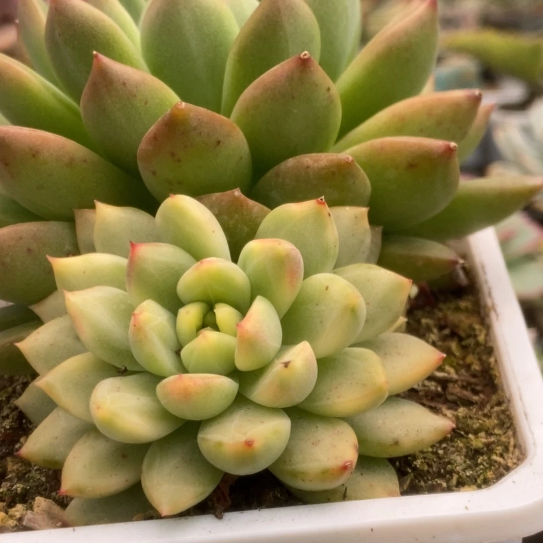 495美人杂锦锦锦锦锦