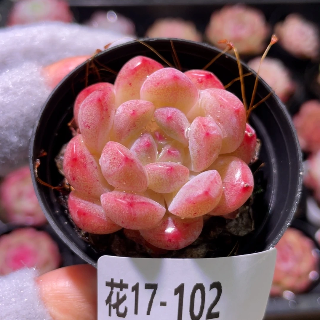 花利美17-102新品