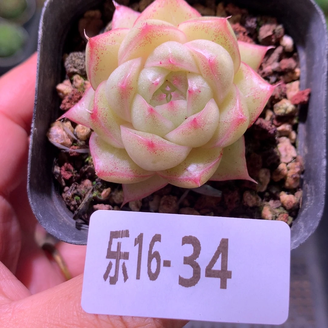乐然16-34 麦秆单头