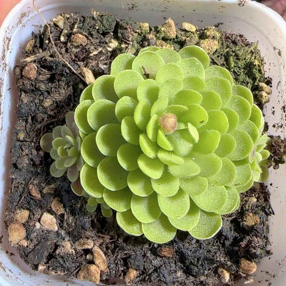 多肉1228-70捕虫堇