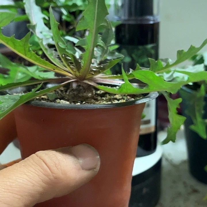 当前无花栽培后可以开花两颗绯红，一颗紫花地丁随机发挑好的