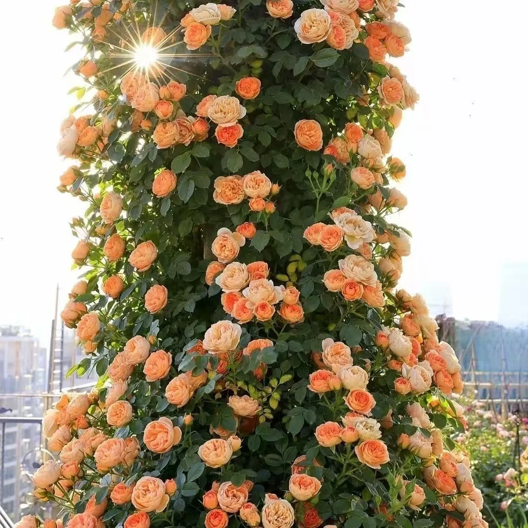 甜梦月季花藤本月季大花浓香四季开花适合庭院阳台地栽盆栽