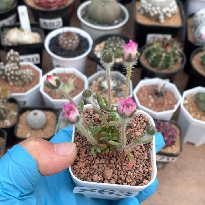 863九尾狐枝干番杏