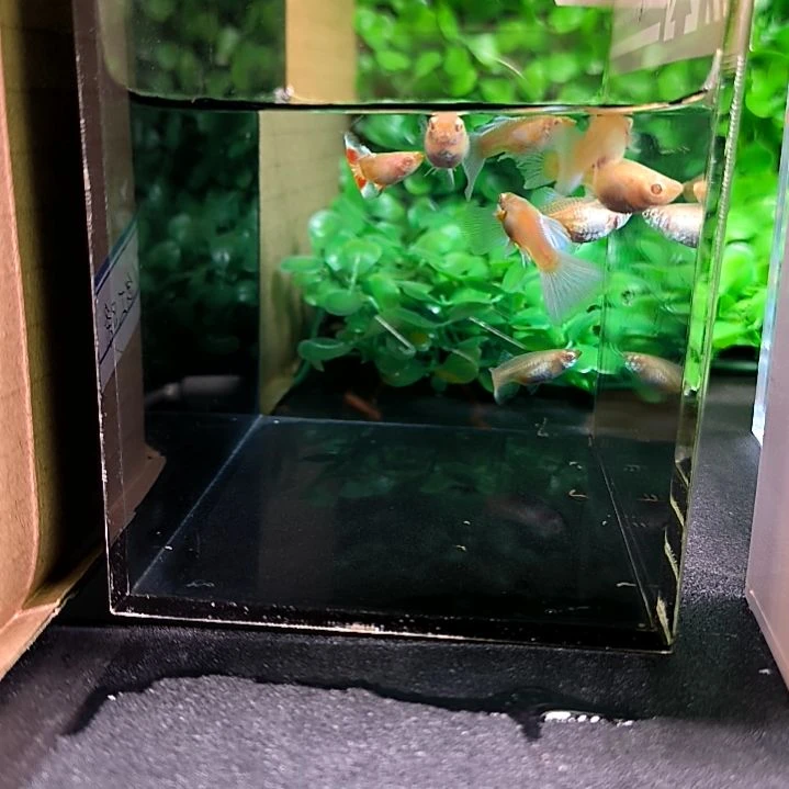 孔雀鱼蓝白飞船的子代三公五母带胎代孕