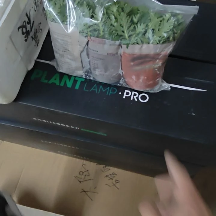 海星水罗兰3颗 包邮