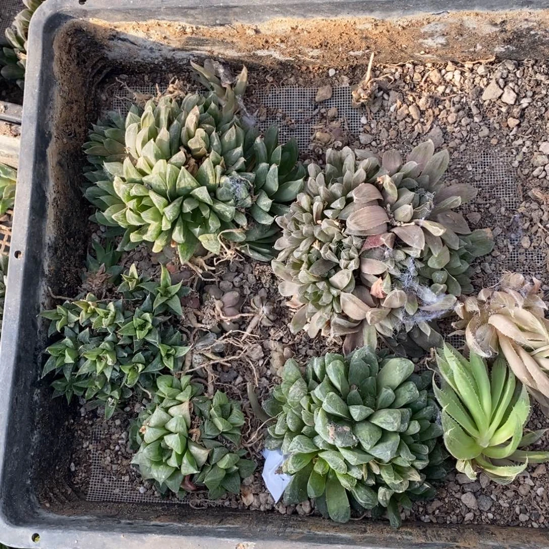 2129 一整筐全部 炸弹福利