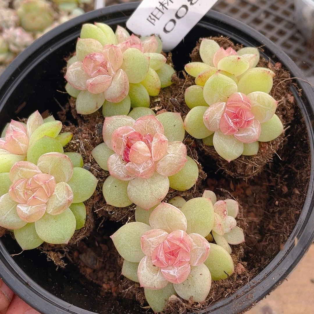 多肉植物多肉植物88