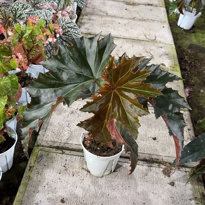 完全开放容若秋海棠