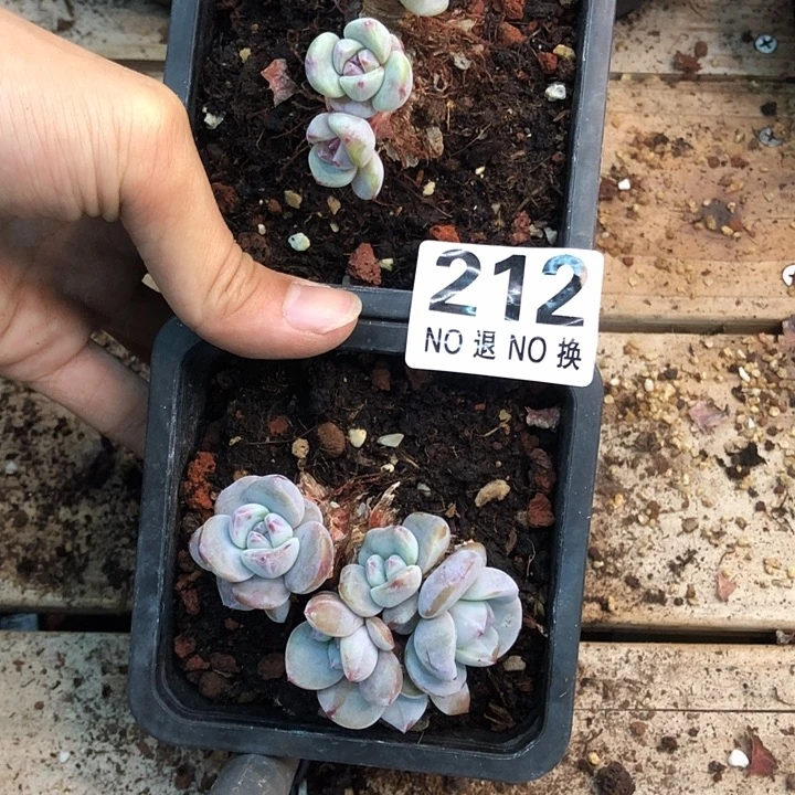 星影石榴籽福利出咯 212