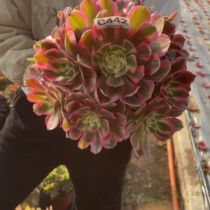 瑞妈，，，。。。。。442女巫变异，