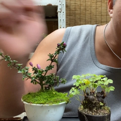 红陶一物一拍所见即所得112