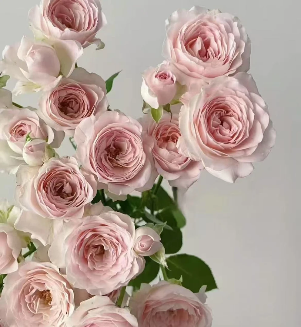 （曼）  仙子之吻8支+2支防损 鲜花任意满2单包邮