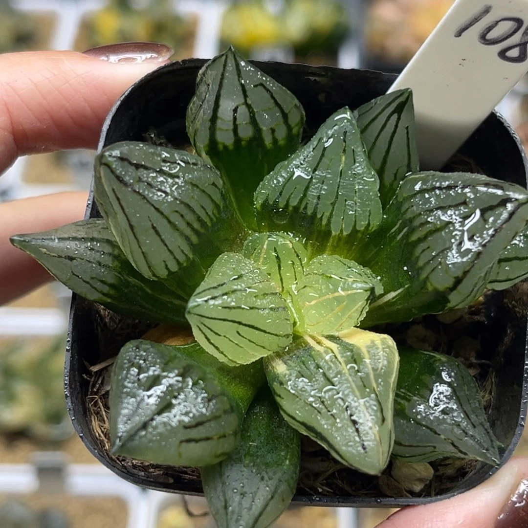 108短肥西瓜寿锦福利专场