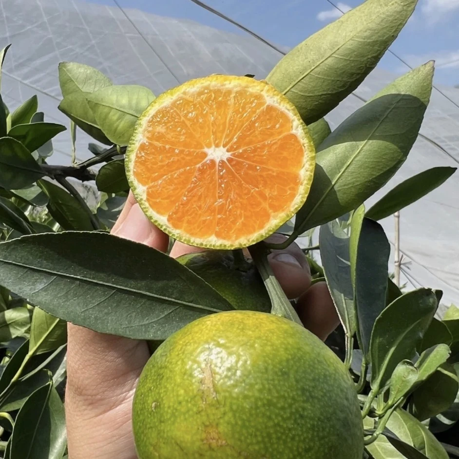 正宗东江湖蜜桔子当季孕妇新鲜水果无籽薄皮青橘子清江蜜橘