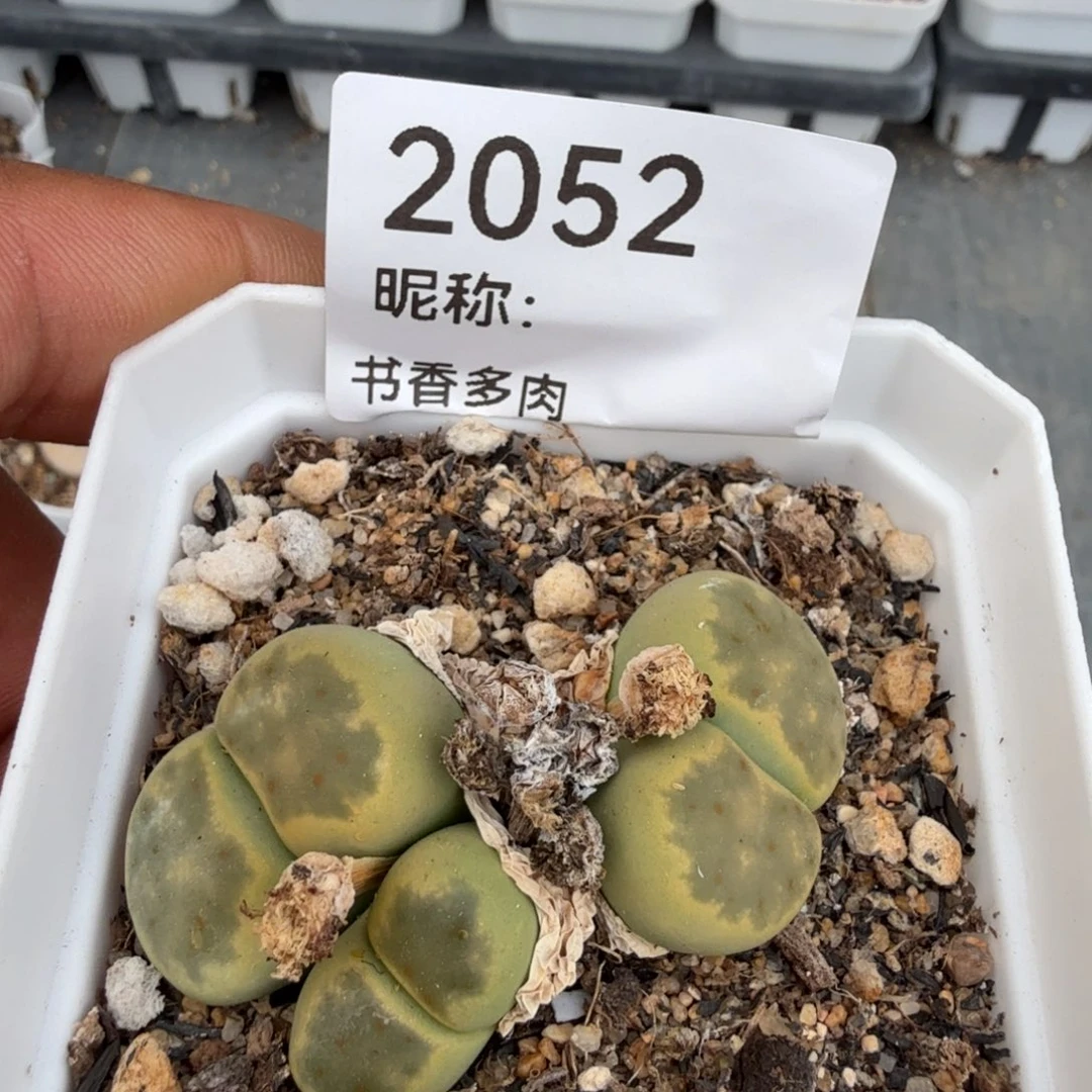 毕***空多肉植物多肉植物多肉植物