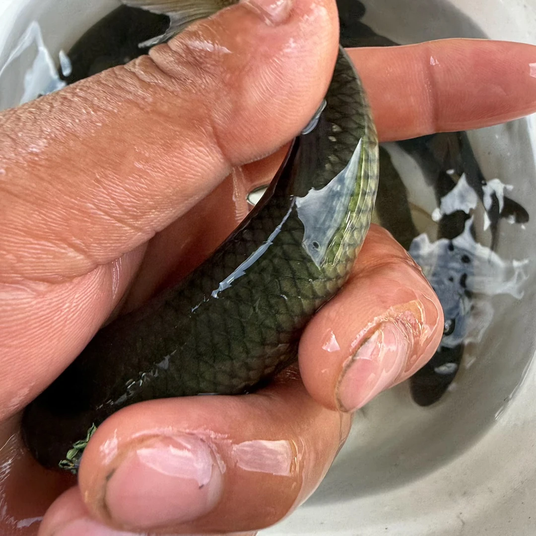 活体草鱼草混子淡水冷水观赏鱼适合鱼缸养殖