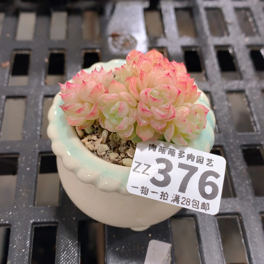 肉萌萌拇指盆精控多肉ZZ376