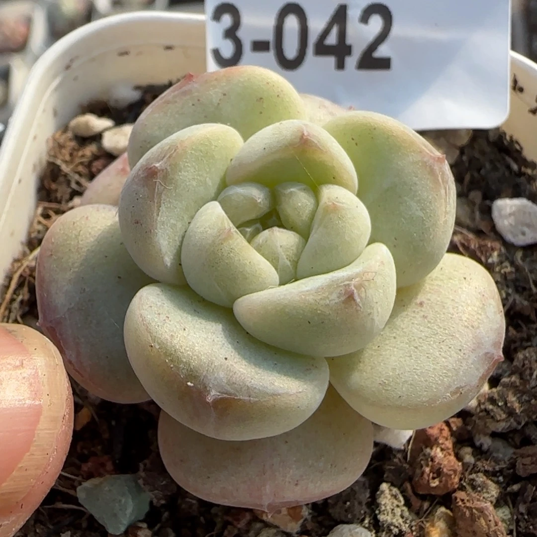 小卡拉米糖心一物一拍