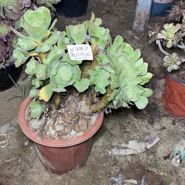 382绿羊绒缀化多肉法师