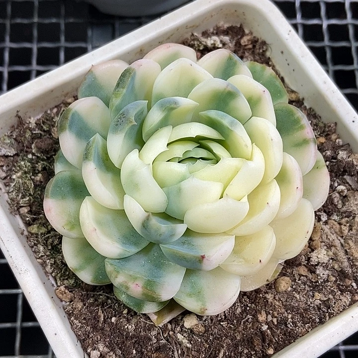 贝瑞白锦多肉植物