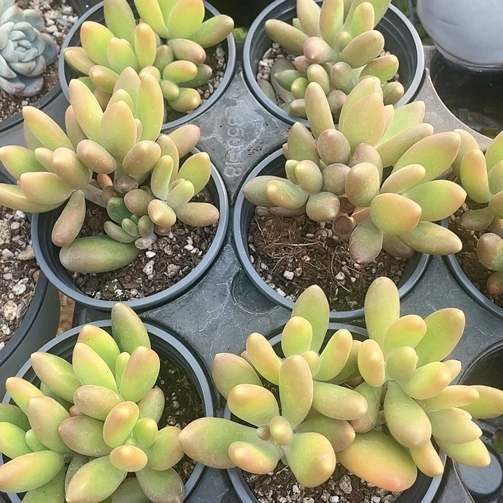 芒果奶15一盆888888