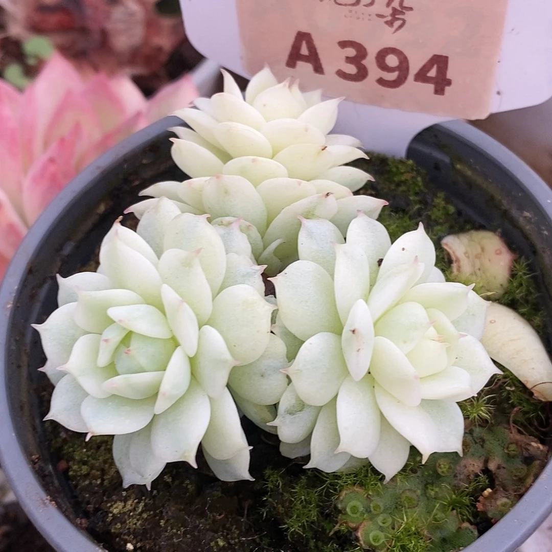 394静夜哈哈哈哈哈哈哈哈