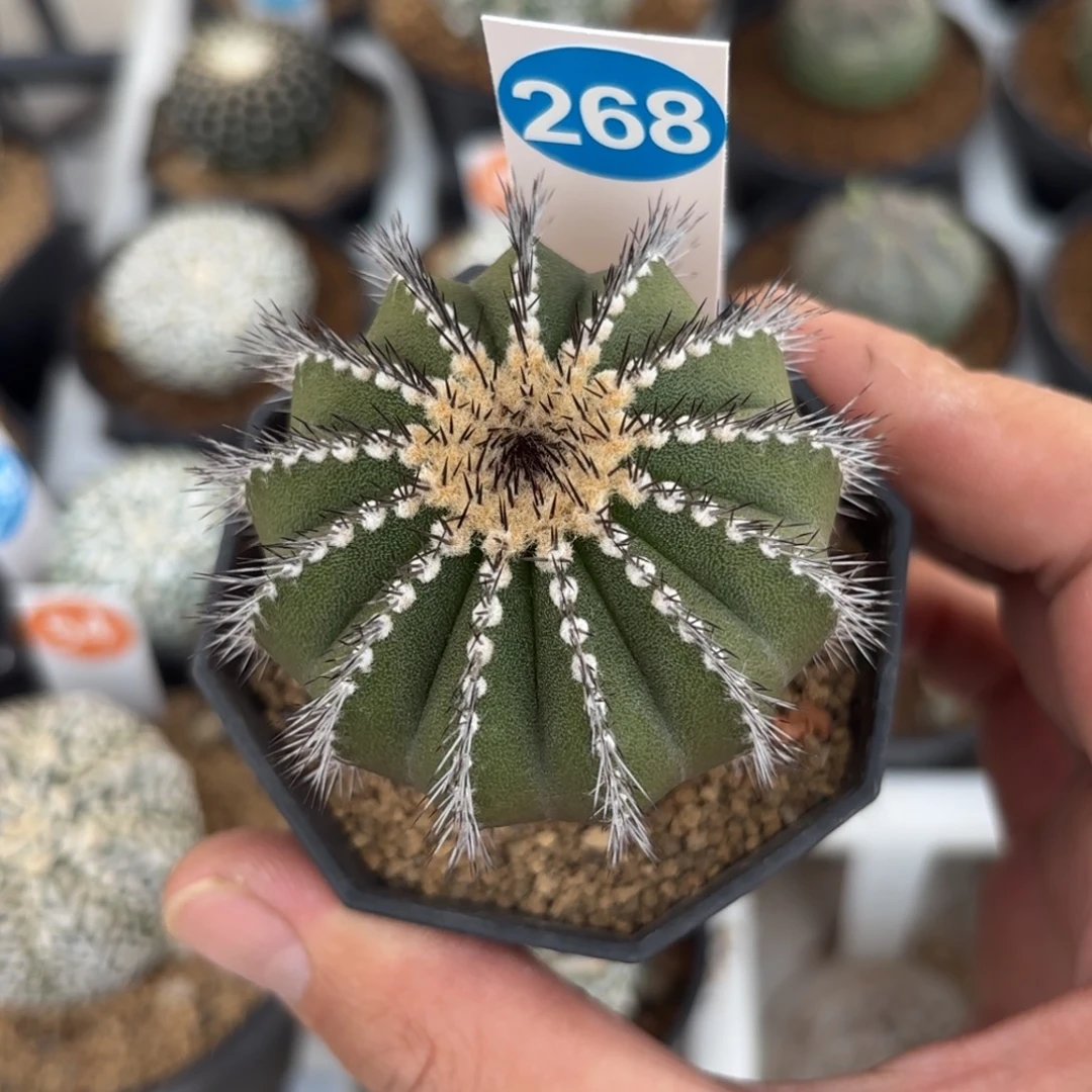 268实生尤伯球带盆带土