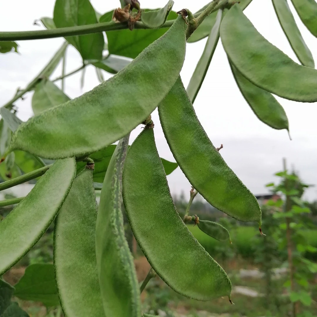 正宗农家肥种娥媚豆扁豆细长新鲜现摘现发蔬菜