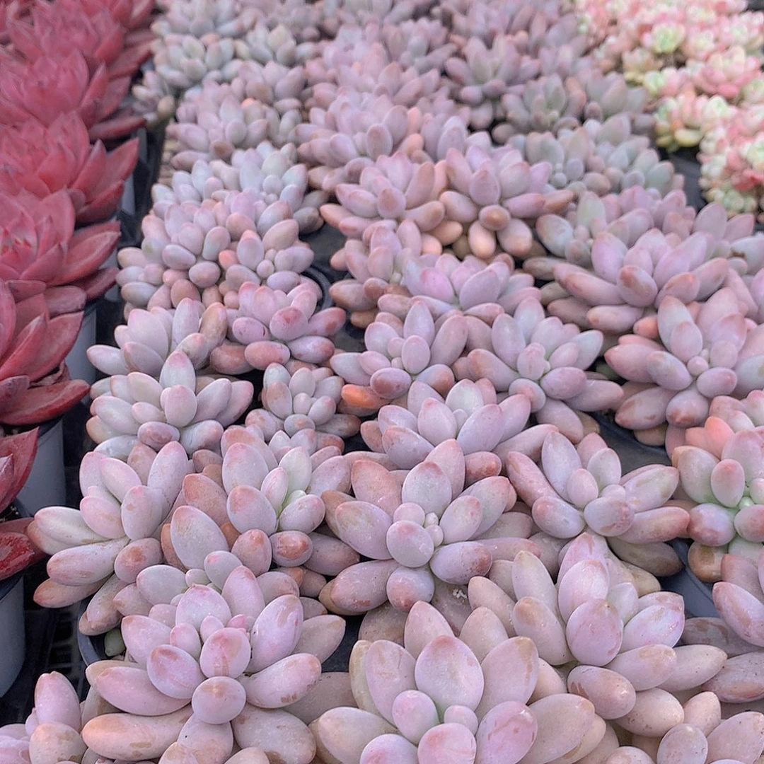 汤圆3456788999999000