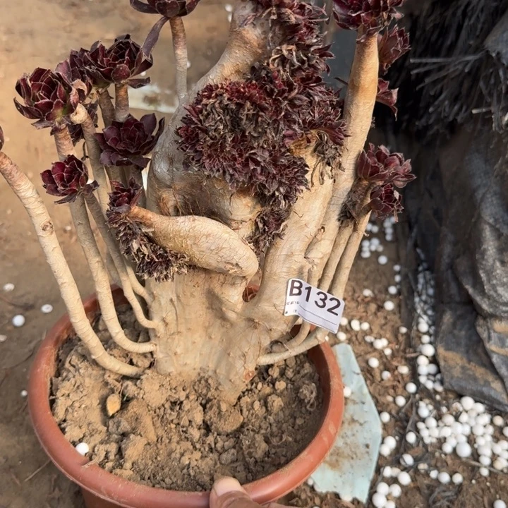 黑发师缀化了砍头不包损132