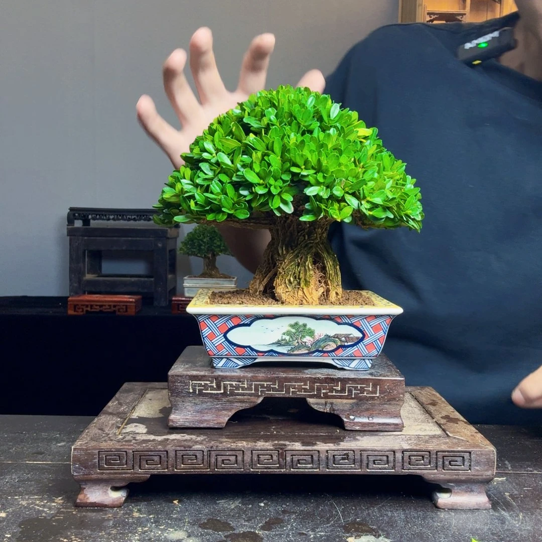 健***林无花朵黄杨盆景一物一拍
