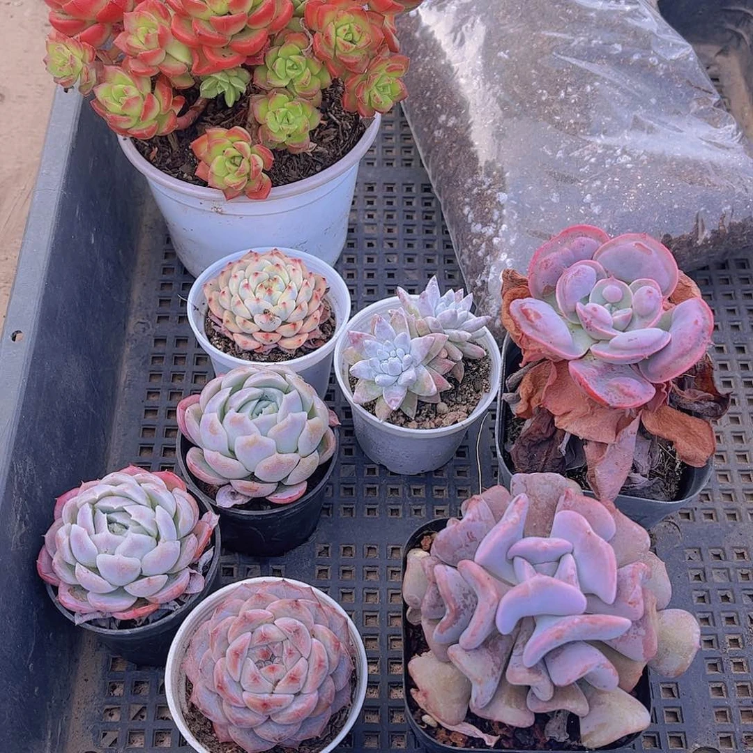 多肉728多肉植物