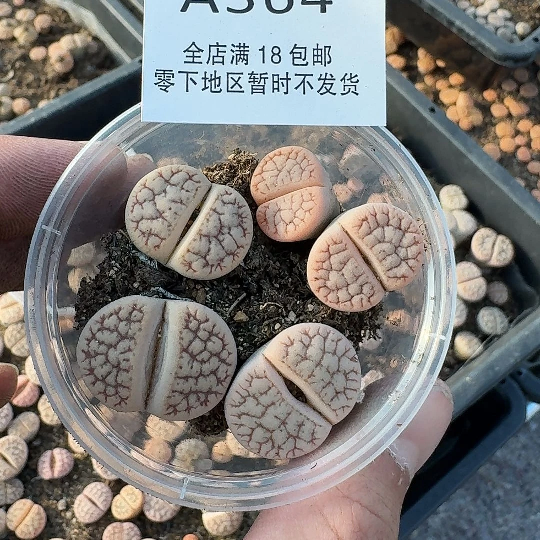 A364哈哈哈哈哈哈哈哈哈