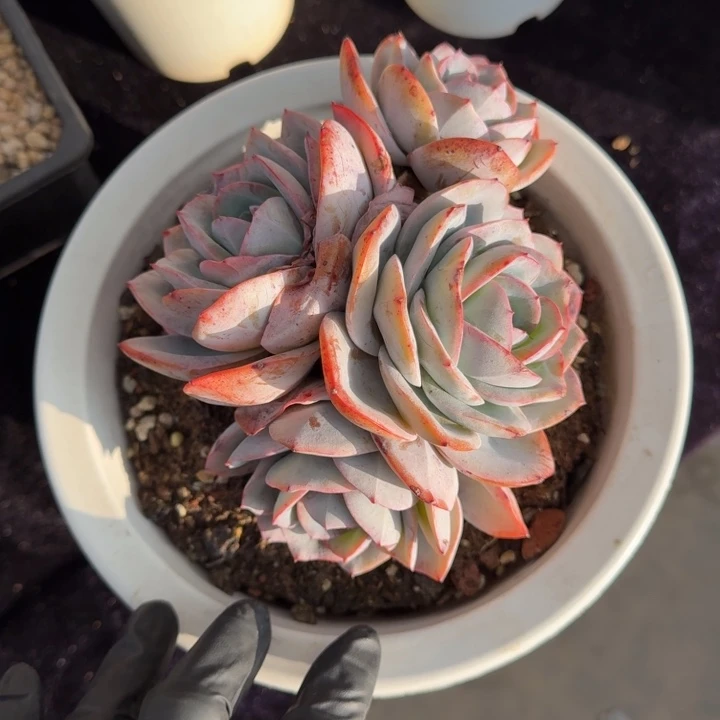 14厘米左右一物一拍的的多肉植物