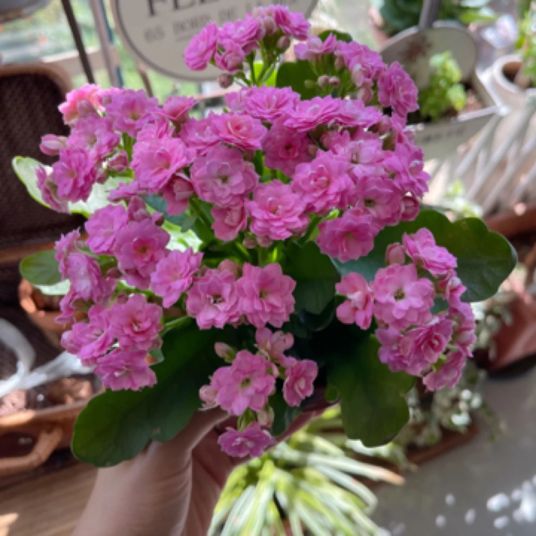 莱蕊长寿花盆栽带花苞耐热耐寒