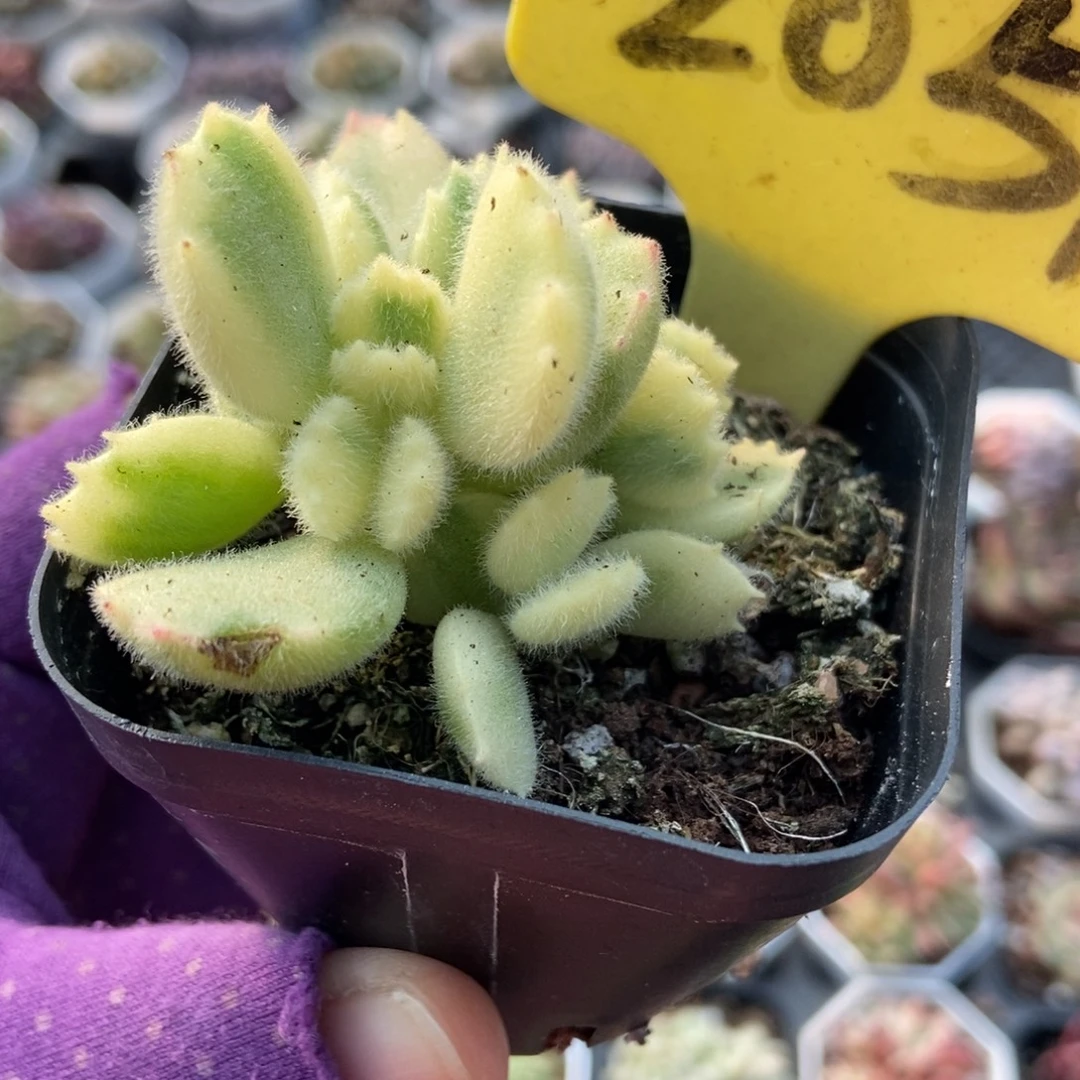 2051熊童子多肉植物