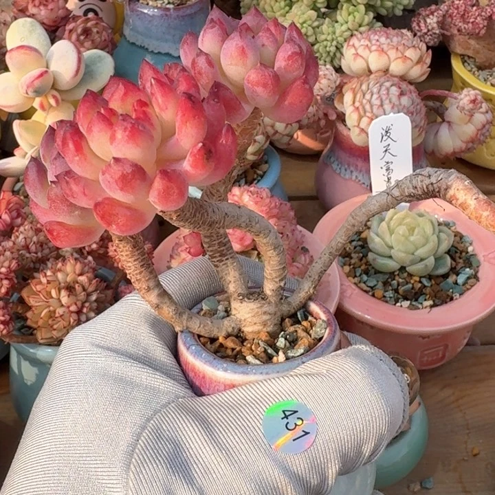 ❤️****431多肉脱土fa huo