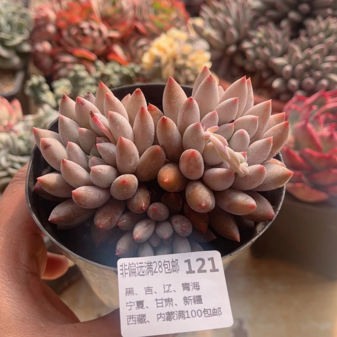 【闪购商品】121所罗门