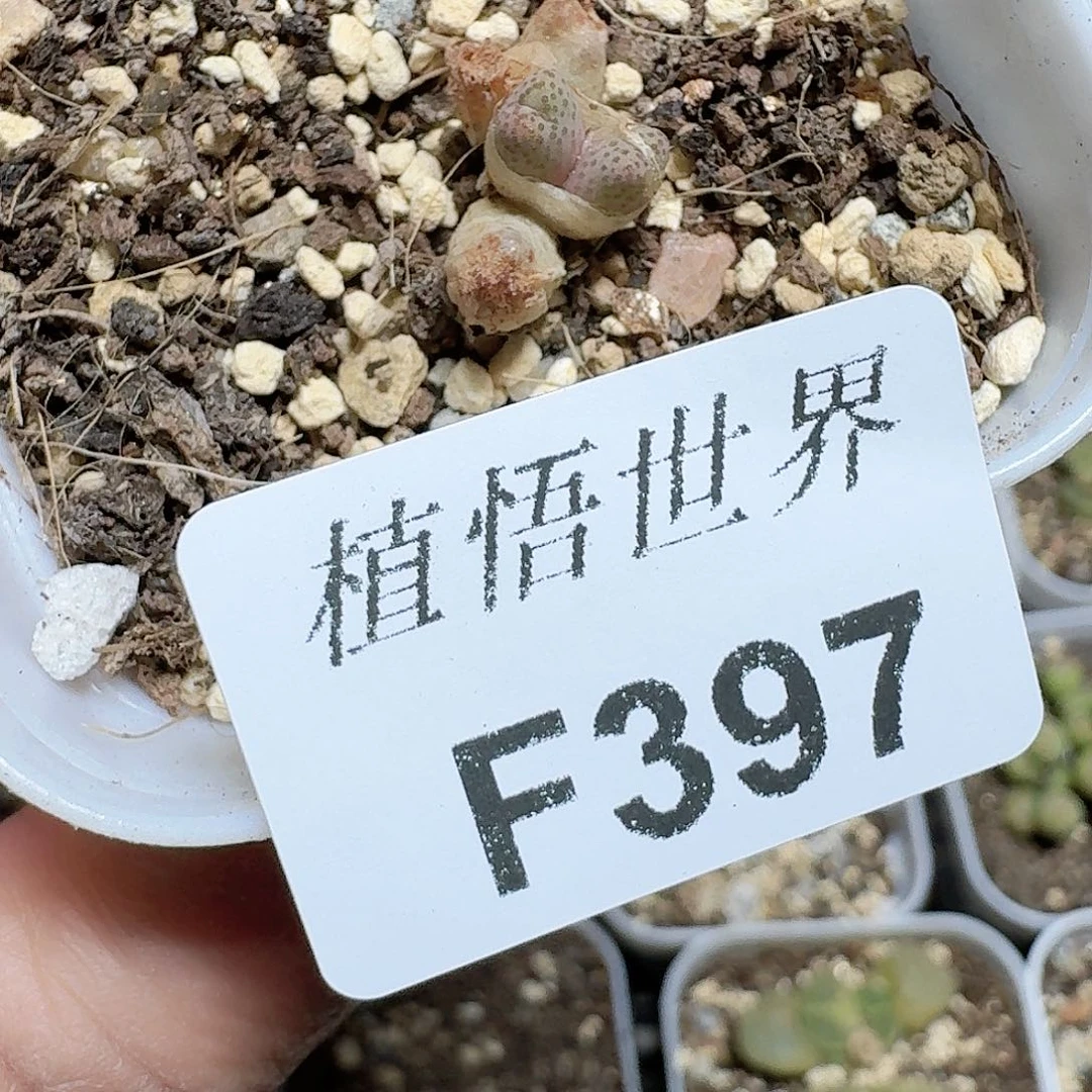397盒多肉植物哇cv