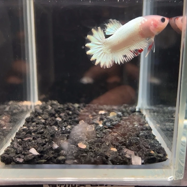 斗鱼一单包邮13日51