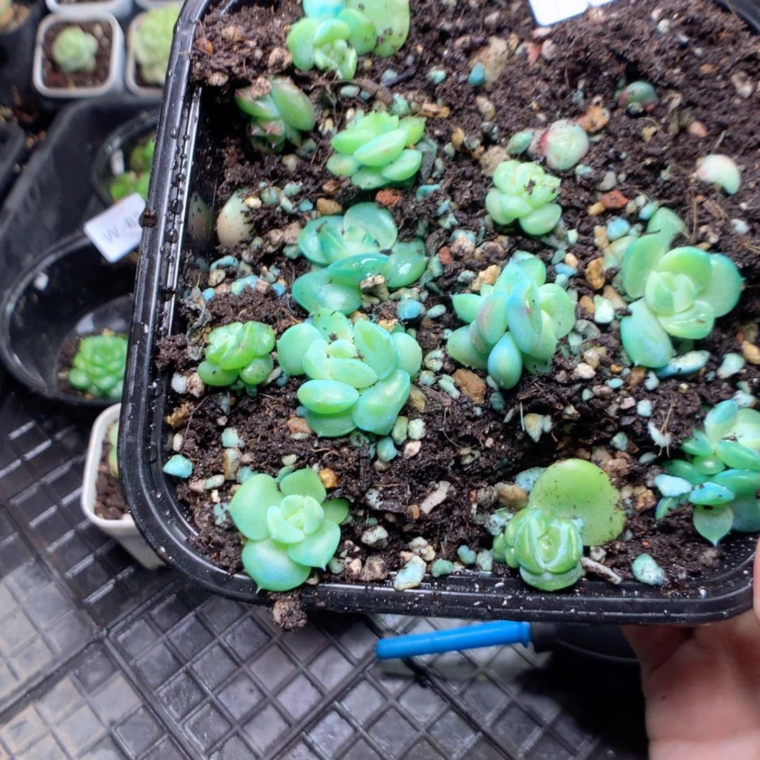 无花朵W85瑶瑶yyyyyyyy